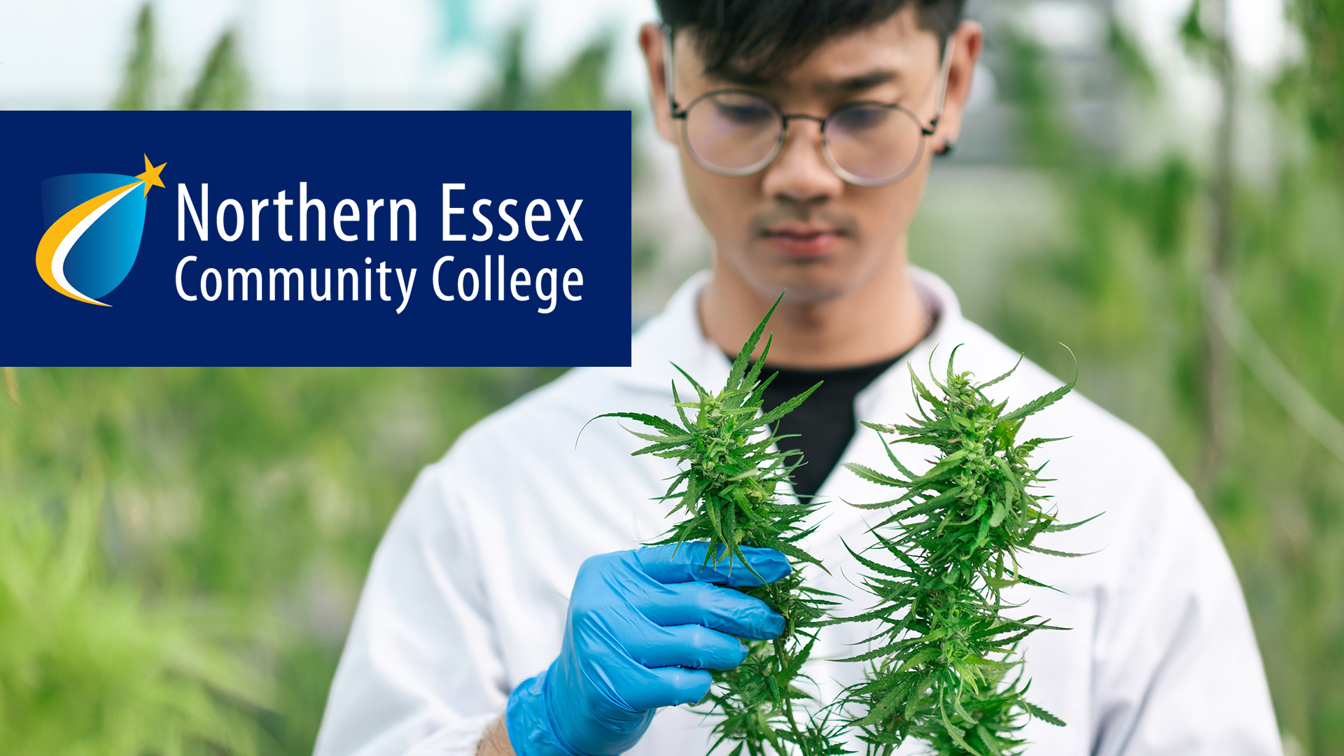 Home Northern Essex Community College Cannabis Courses Northern